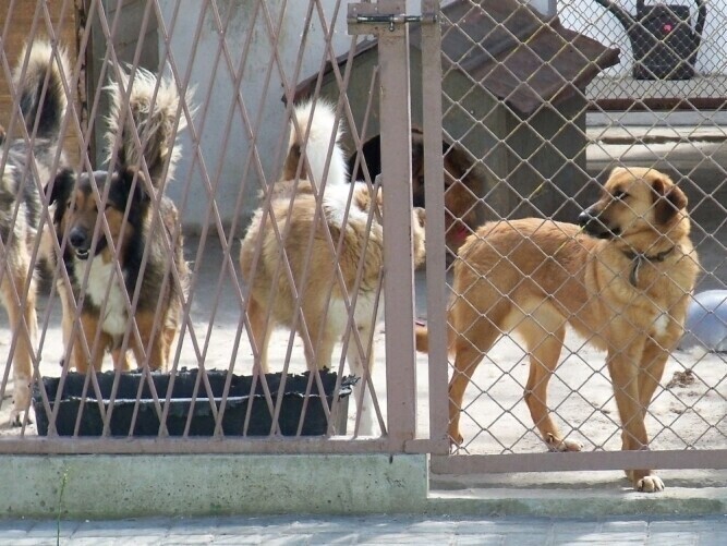 Chcą zniesienia podatku od adoptowanych zwierząt
