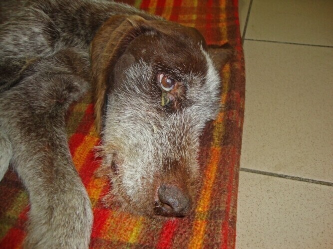 Poszukiwany właściciel zagłodzonego Duszka