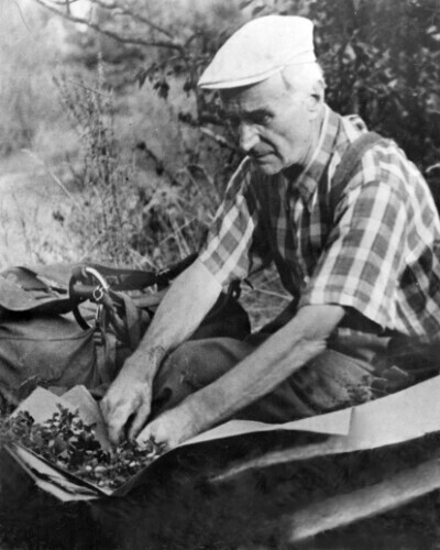 Wybitny botanik urodził się w Niechcicach