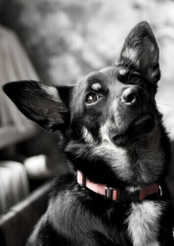 Czipowanie nieprawne - uchwała zaskarżona