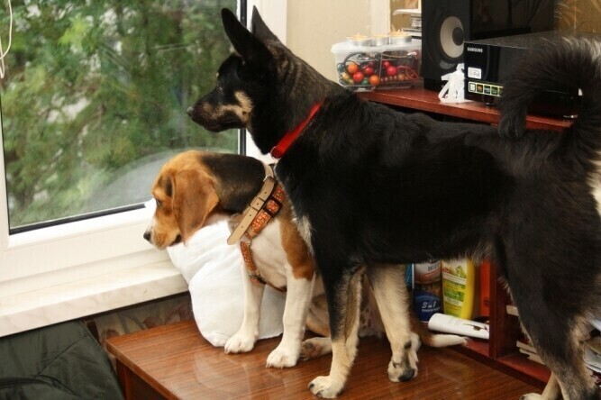 Od nowego roku nie będziemy płacić za psa