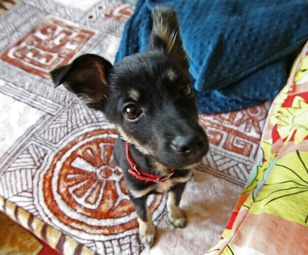 Piotrków Strażnicy kontrolują właścicieli psów