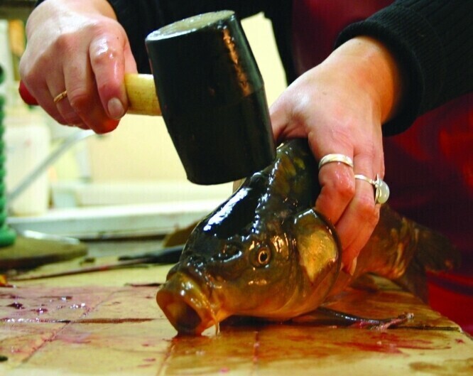 Karp też człowiek Traktuj go po ludzku