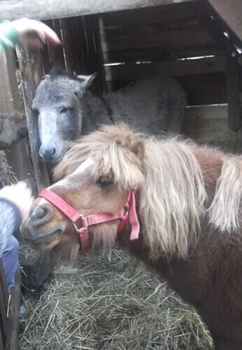 Bernardyni Osioł kucyk baranki gołębie...