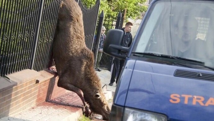 Łosie w centrum Piotrkowa. Obydwa nie żyją