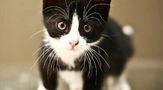 Kilka pytań do "Kociej Mamy"