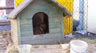 Tajson wygrywa – zostaje w swojej budzie!