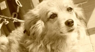 Pusia szuka domu, bo jej właściciel umiera