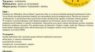 Miej kota na punkcie wolontariatu