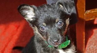 Piotrkowskie schronisko: Przygarnij zwierzaka za 1 zł