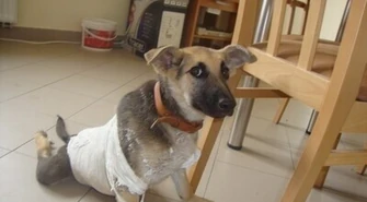 Piotrkowskie schronisko: Ciuchcia prosi o pomoc