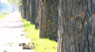 Wycięcie drzewa nie takie proste