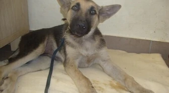 Schronisko: Są pieniądze na wózek dla Ciuchci