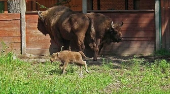 16-kilogramowy noworodek w Smardzewicach