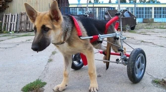 Schronisko: Ciuchcia może już sama biegać