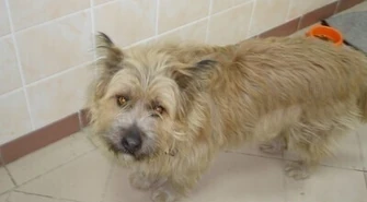 Schronisko: Przygarnij zwierzaka w weekend