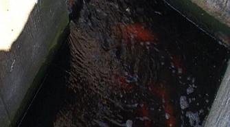 Tomaszów: Ryby… w oczyszczalni ścieków