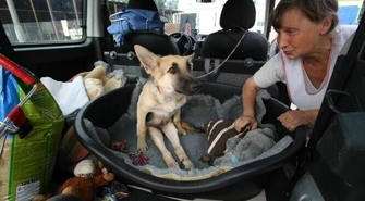 Ciuchcia pojechała na Śląsk. Będzie operowana