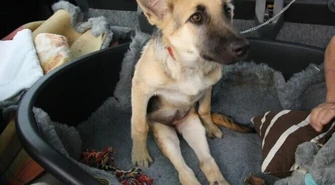 Ciuchcia jest już po operacji kręgosłupa