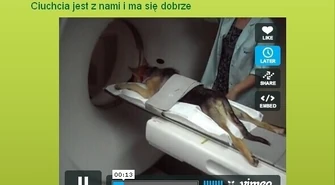 Ciuchcia ma się dobrze – przechodzi rehabilitację