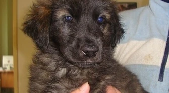 Schronisko: Przygarnij zwierzaka w weekend