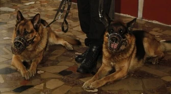 Region: Ukradł z zamiłowania do zwierząt