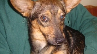 Znaleziono kundelka w okolicach Kwadratu