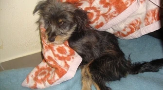 Nie udało się uratować skatowanego psa