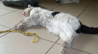 Piotrków: Przywiązali mu kota do samochodu