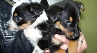 Schronisko: Akcja „Wigilia dla zwierząt” rozpoczęta