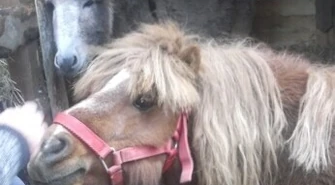 Bernardyni: Osioł, kucyk, baranki, gołębie...