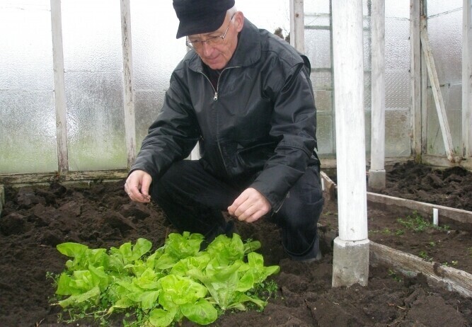 Piotrków Styczniowa sałata na stole radnego