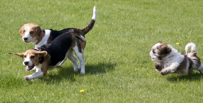 Sąd stwierdził że czipowanie w Piotrkowie jest nielegalne