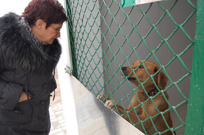 Schronisko Psy za kurtynami. Będzie im cieplej