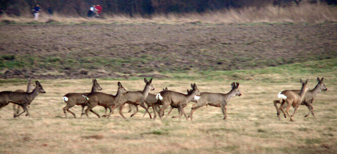 Policja apeluje Uwaga na leśną zwierzynę