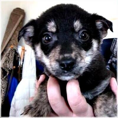 Zbieraj nakrętki - pomożesz psom