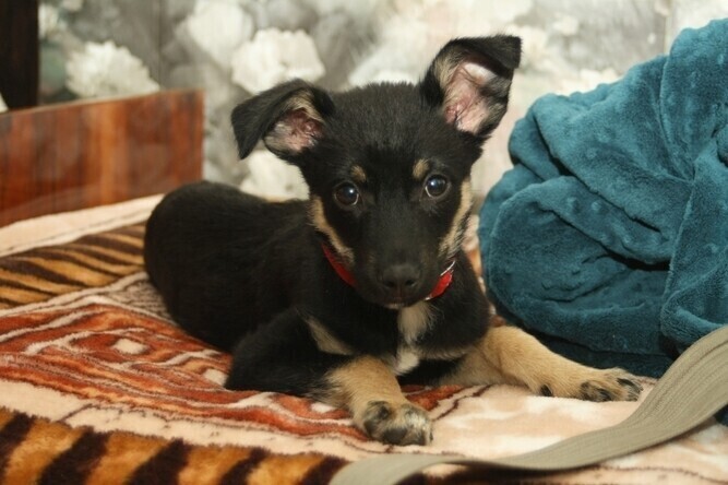 Prawie pół miliona na opiekę nad zwierzętami