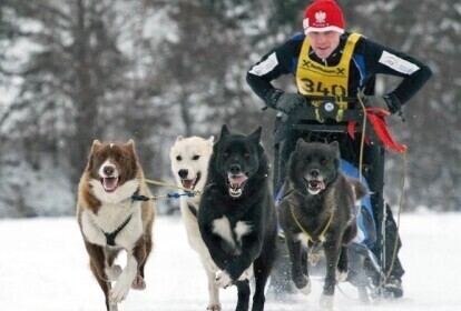 Wszystko zaczęło się od psa z cyrku