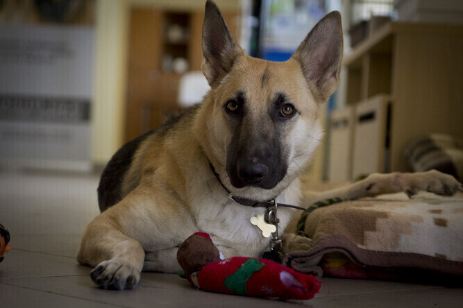 Ciuchcia wyjechała do Niemiec tam znalazła dom