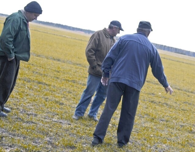 Region Sarny i dziki niszczą naszą pracę