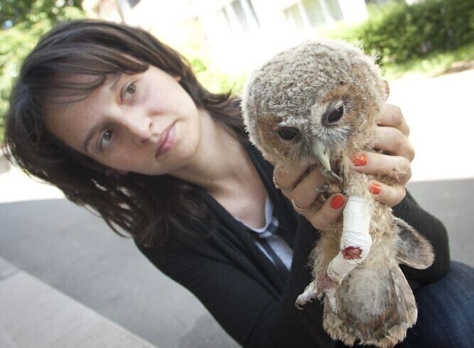 Od miesiąca opiekuje się małym puszczykiem