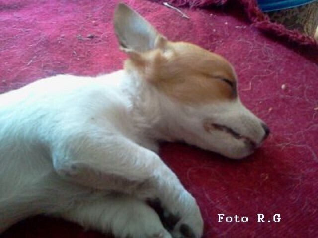 Pijani wyrzucili szczeniaka z pierwszego piętra