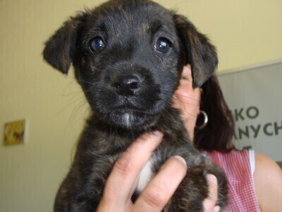 Już w sobotę przygarnij zwierzaka za złotówkę