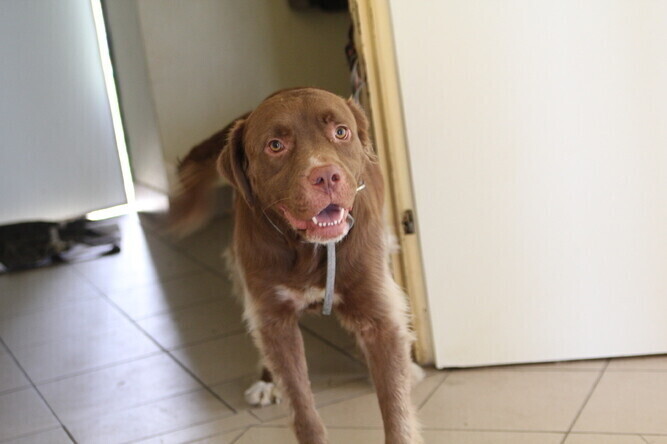 Coraz więcej psów w piotrkowskim schronisku