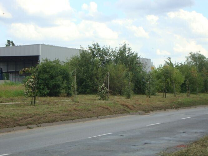 Kto niszczy zieleń w mieście