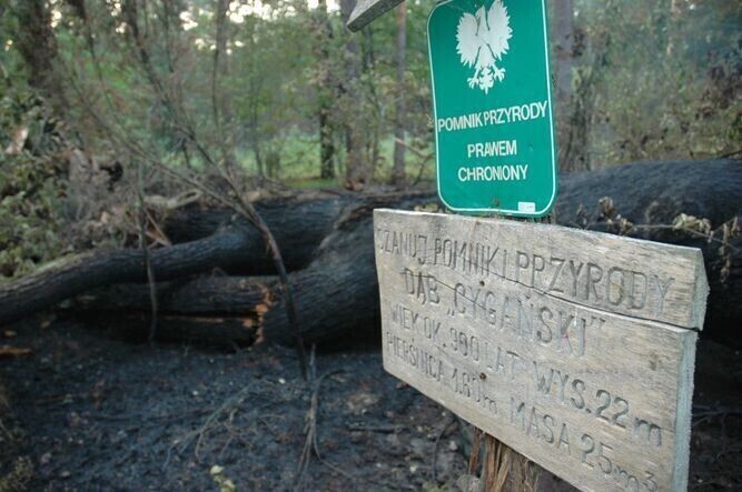 Region Spłonął 900-letni Dąb Cygański
