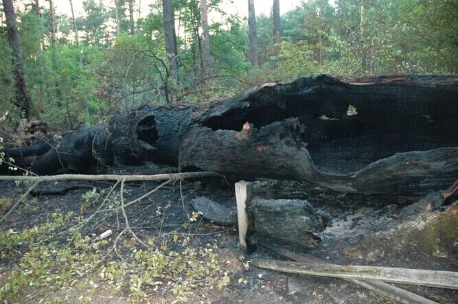Region Znowu podpalili Dąb Cygański