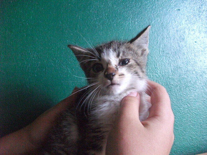 Kocięta ze schroniska potrzebują pomocy