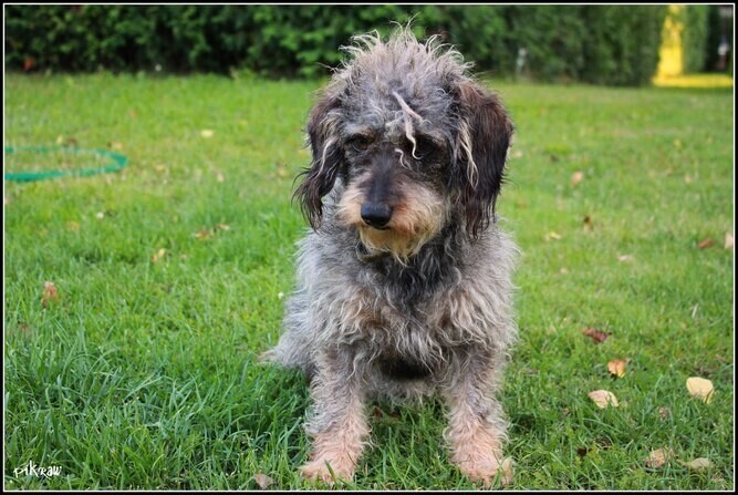 Zaginął piesek. Dla znalazcy nagroda