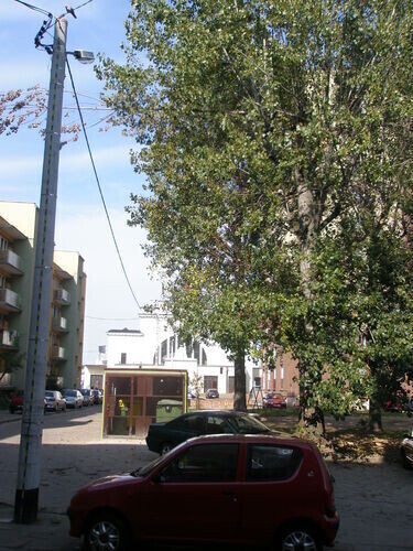 Na usunięcie niebezpiecznej gałęzi czekają miesiące